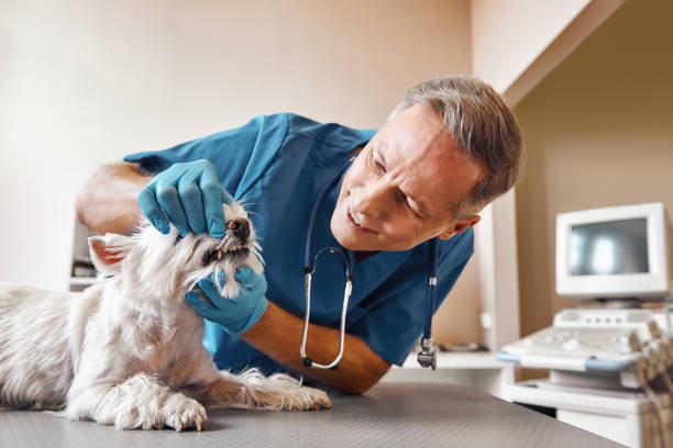 Best Same-Day Emergency Dental Services in Twin Grove, IL